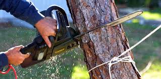 Best Tree Trimming and Pruning  in Avenel, NJ