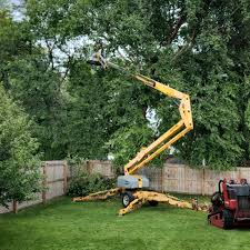 Best Tree Cabling and Bracing  in Avenel, NJ