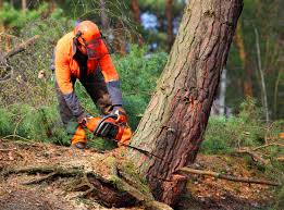 Best Fruit Tree Pruning  in Avenel, NJ