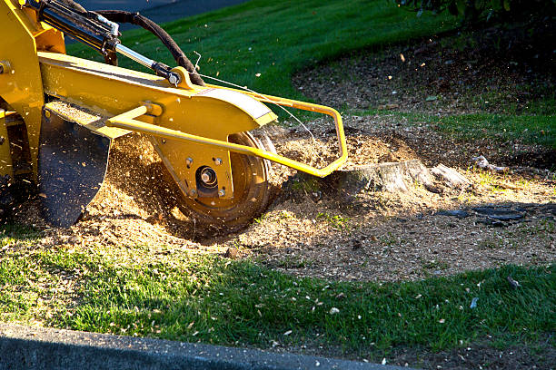 Best Utility Line Clearance  in Avenel, NJ