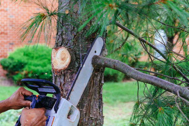Trusted Avenel, NJ Tree Removal Experts